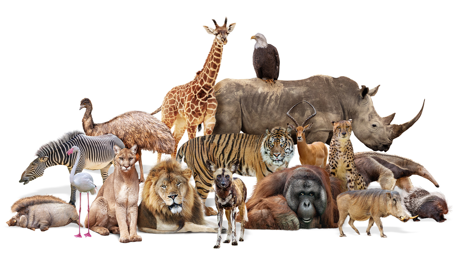 Animal on the earth 